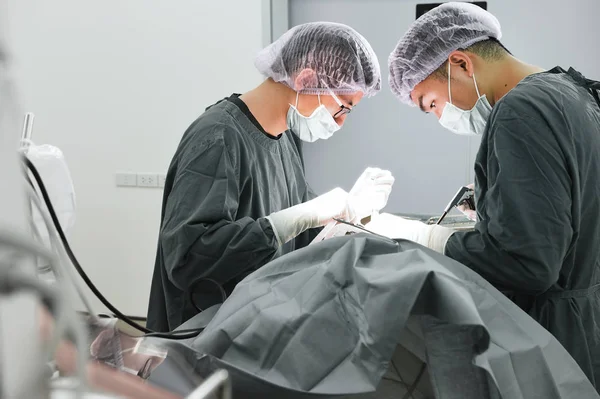 Dos veterinarios en quirófano — Foto de Stock