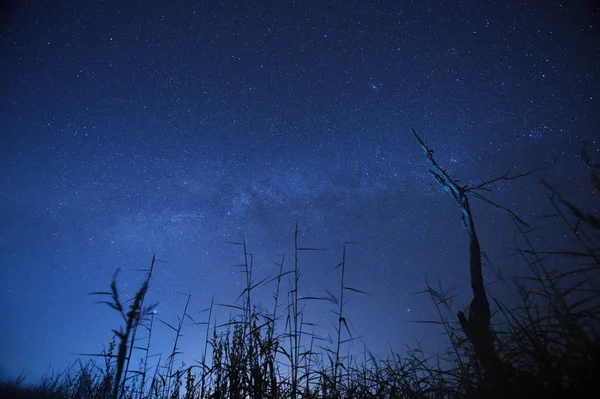 Cielo nocturno con la Vía Láctea sobre el bosque y los árboles — Foto de Stock