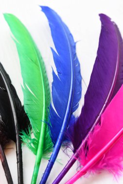 Beyaz arka plan üzerinde izole renkli tüy