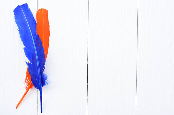 blue and orange feather