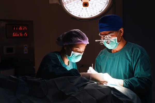 Dois cirurgiões veterinários — Fotografia de Stock