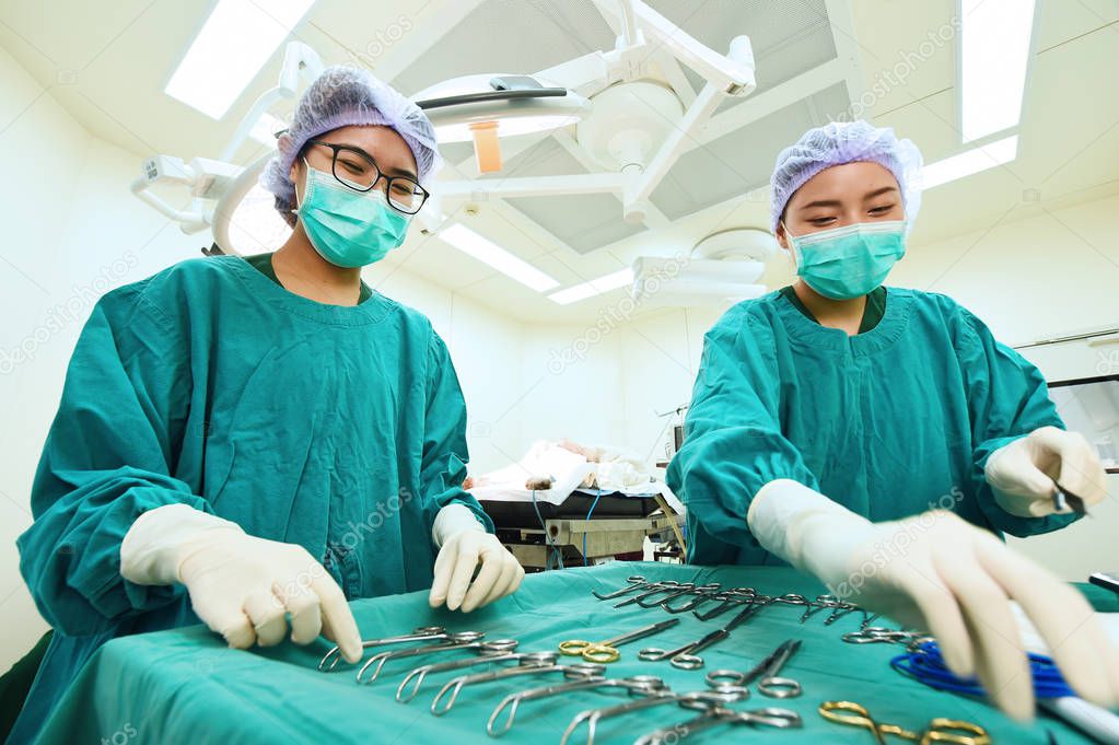 two veterinarian surgeons 