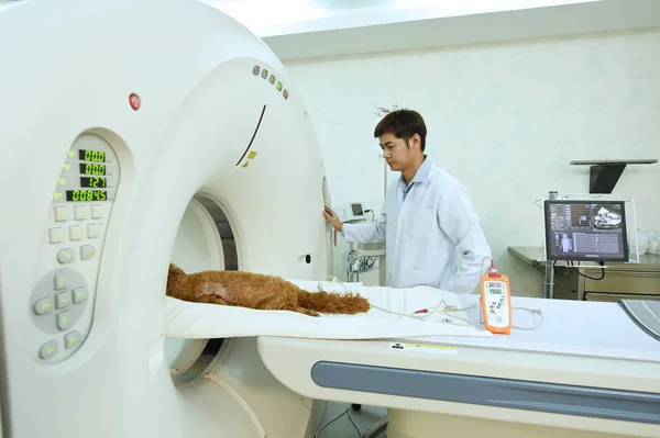 Mri 스캐너 룸에서 일 하는 수 의사 — 스톡 사진