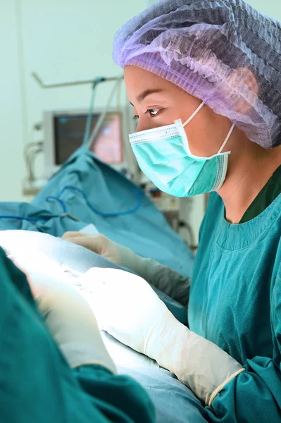 Cirurgiões veterinários na sala de cirurgia — Fotografia de Stock