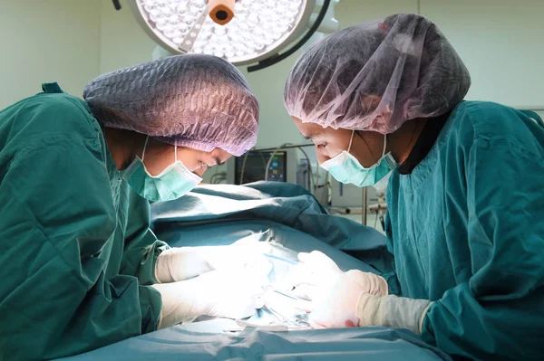 Two of veterinarian surgery — Stock Photo, Image