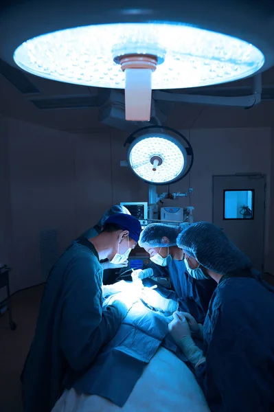 Group of veterinarian surgery in operation room — Stock Photo, Image