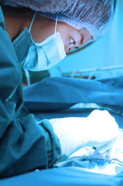 Cirurgiões veterinários na sala de cirurgia — Fotografia de Stock