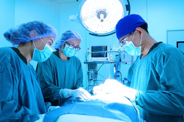 Groupe de chirurgie vétérinaire en salle d'opération — Photo