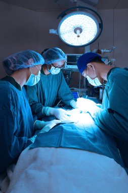 Veteriner Cerrahi operasyon odasında grup 