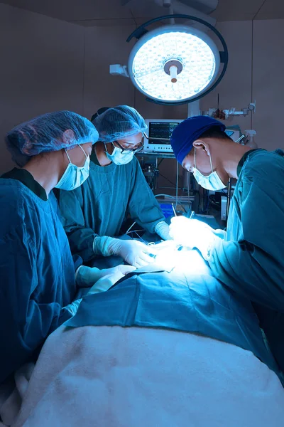 Veteriner Cerrahi operasyon odasında grup 