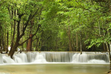 Yeşil ormanda güzel bir şelale 