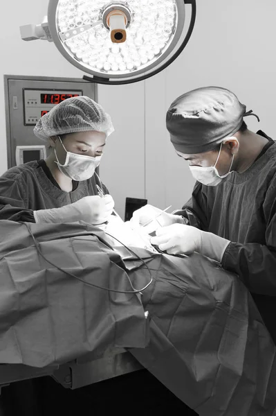 Dois de cirurgia veterinária na sala de operação — Fotografia de Stock