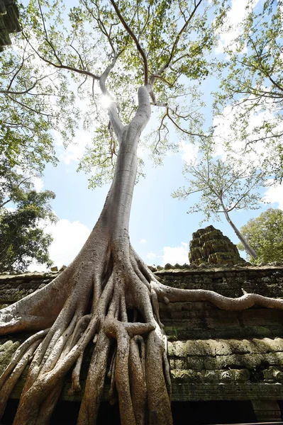 Храм Ангкор-Ват — стокове фото