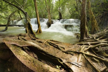 Yeşil ormanda güzel bir şelale 