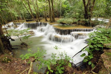 Yeşil ormanda güzel bir şelale 