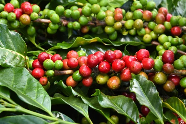 Granos de café maduración —  Fotos de Stock