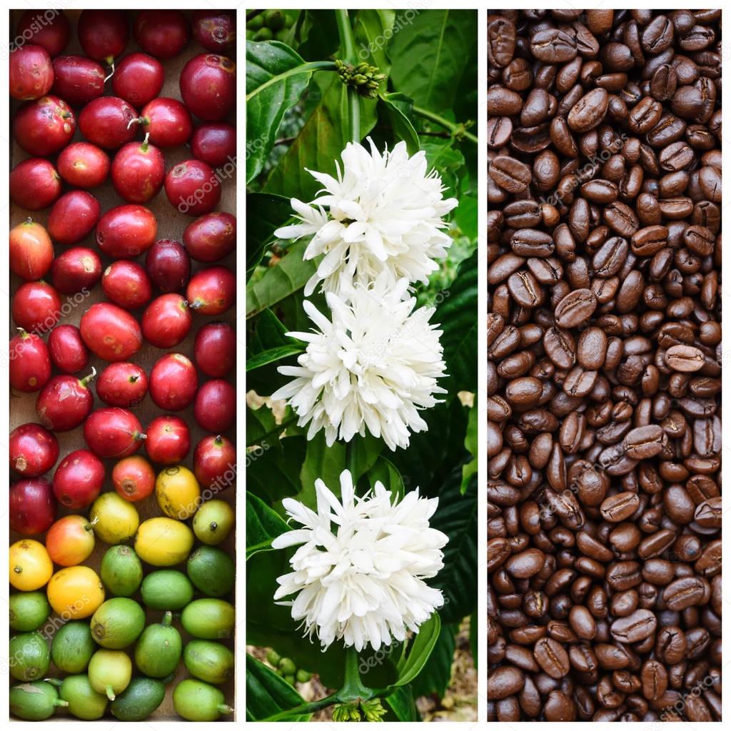 mix of coffee bean and coffee tree flower with fresh coffee bean