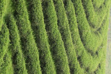 Çay plantasyon manzara Kuzey Tayland