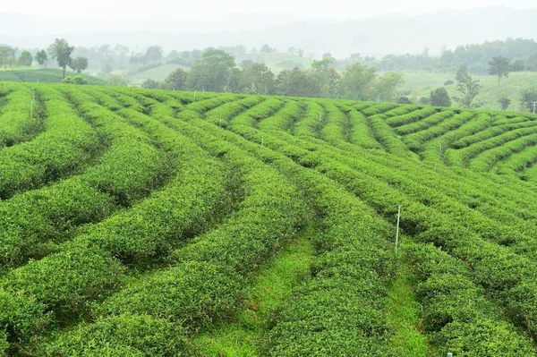 Paysage Plantation Thé Dans Nord Thaïlande — Photo