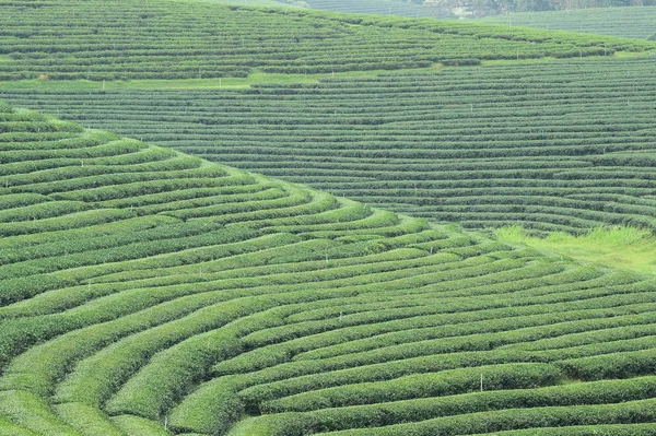 Pejzaż Plantacji Herbaty Północnej Tajlandii — Zdjęcie stockowe