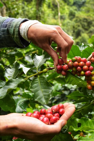 Close Van Rode Bessen Koffie Bonen Agronoom Hand — Stockfoto