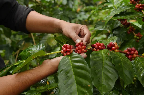 Koffiebonen Rijpen Een Boom — Stockfoto