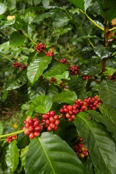 Granos Café Madurando Árbol —  Fotos de Stock