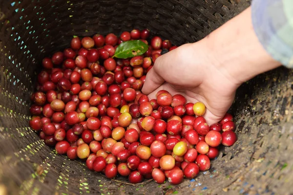 Grano Café Fresco Mano Sobre Bayas Rojas Café Cesta — Foto de Stock