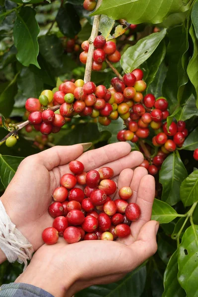 Close Van Rode Bessen Koffie Bonen Agronoom Hand — Stockfoto