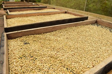 Kahve çekirdekleri kahvenin kavurma önce kurutma için komisyon güneşin altında kurutulmuş