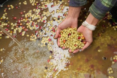 Kahve çekirdekleri, mayalanma ve yıkanma yöntemiyle.