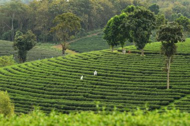 Çay plantasyon manzara Kuzey Tayland