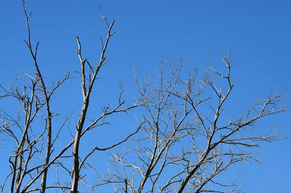 分支干燥树在蓝色天空背景 — 图库照片