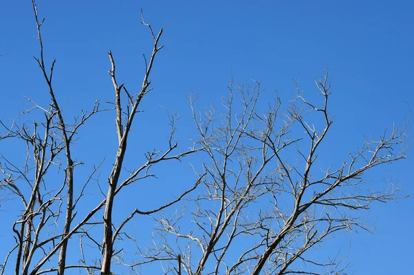 Ramas Árbol Seco Sobre Fondo Cielo Azul —  Fotos de Stock