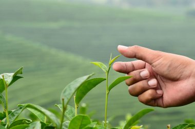 Çay çay tarlaları, Tayland çiftliğinde hasat için el yakın çekim