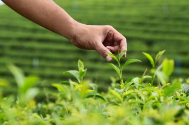 Çay çay tarlaları, Tayland çiftliğinde hasat için el yakın çekim
