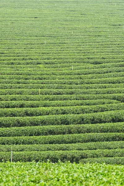 Tea Ültetvény Táj Észak Thaiföld — Stock Fotó