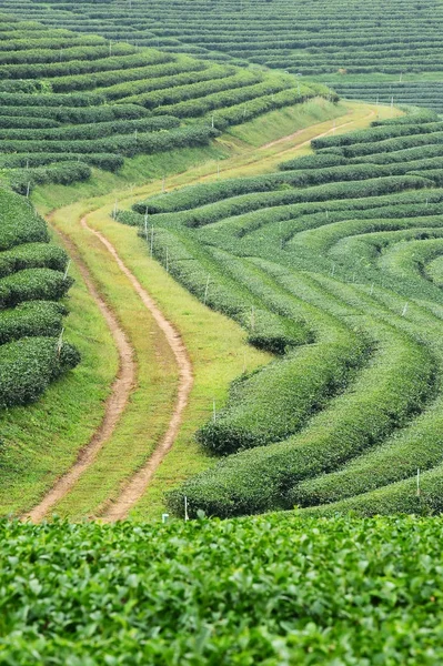 Pejzaż Plantacji Herbaty Północnej Tajlandii — Zdjęcie stockowe