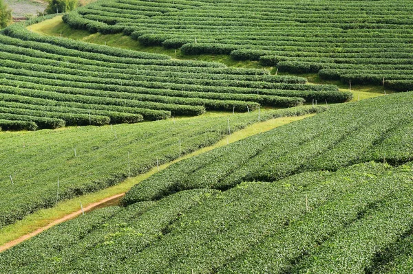 Pejzaż Plantacji Herbaty Północnej Tajlandii — Zdjęcie stockowe