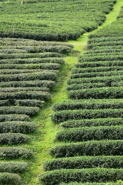 Pejzaż Plantacji Herbaty Północnej Tajlandii — Zdjęcie stockowe