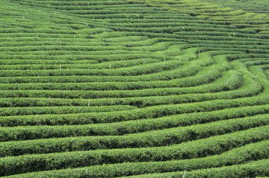 Çay plantasyon manzara Kuzey Tayland