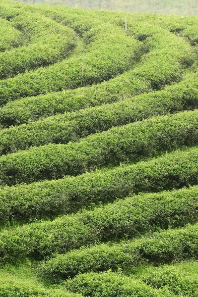 Paisaje Plantaciones Norte Tailandia —  Fotos de Stock