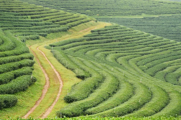 Plantage Landskap Norra Thailand — Stockfoto