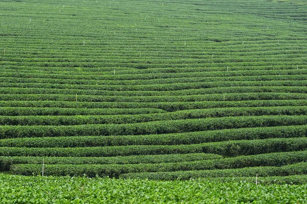 Tea Ültetvény Táj Észak Thaiföld — Stock Fotó