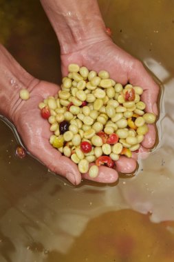 Kahve çekirdekleri, mayalanma ve yıkanma yöntemiyle.