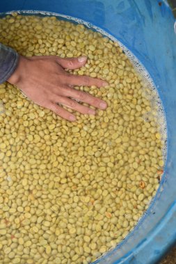 Kahve çekirdekleri, mayalanma ve yıkanma yöntemiyle.