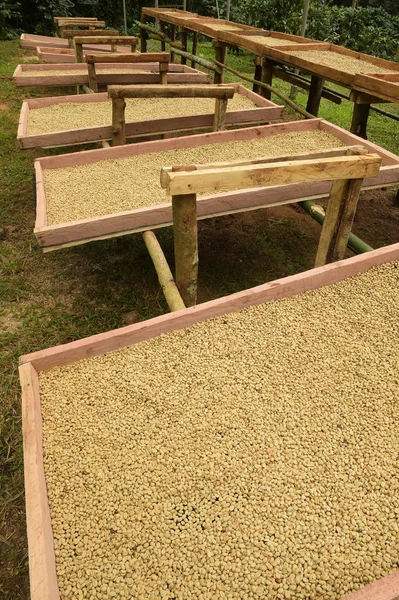 Coffee beans dried in the sun, Coffee beans raked out for drying prior to roasting