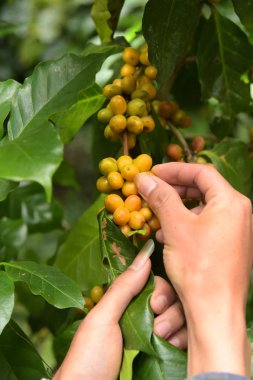 Ağaçta olgunlaşan kahve çekirdekleri.