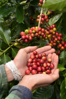 Ağaçta olgunlaşan kahve çekirdekleri.