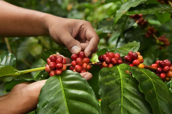 Grãos Café Amadurecendo Uma Árvore — Fotografia de Stock